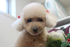 アンナちゃん
