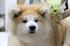 ユズちゃん