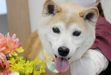 モモちゃん