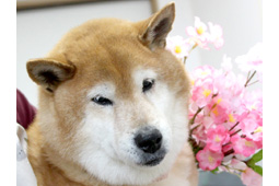 チャッピーちゃん