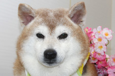 ハナちゃん