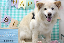シロくん