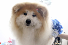 アンズちゃん