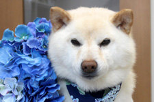 リュウくん