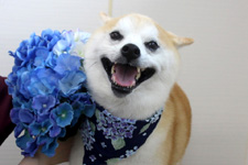 マメスケくん