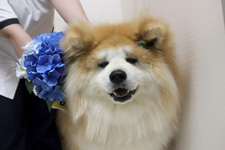 ユズちゃん