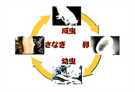 ノミアレルギー性皮膚炎