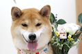 シーバくん