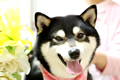 ニコちゃん