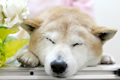 ホクトくん