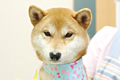 シーバくん