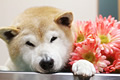 ホクトくん