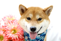 シーバくん