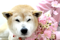 ホクトくん