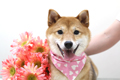 ランちゃん