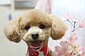 チッチャちゃん