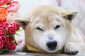ホクトくん
