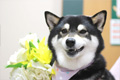 ニコちゃん