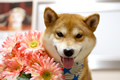 シーバくん