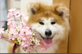 アンズちゃん