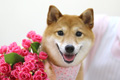 ランちゃん