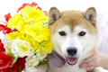 エースくん
