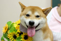 シーバくん