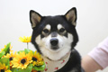 ニコちゃん