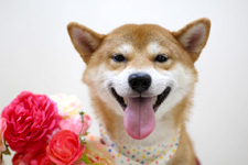 シーバくん