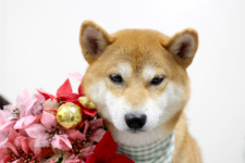 シーバくん