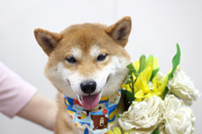 シーバくん