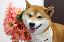 シーバくん