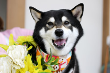ニコちゃん