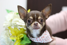 マロちゃん