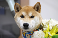 ムギくん