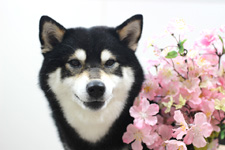 ニコちゃん
