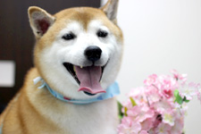 エースくん