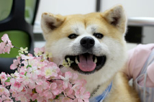ケンくん 