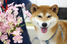 シーバくん