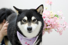ニコちゃん