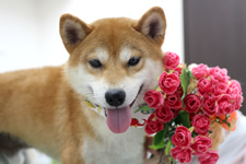 シーバくん