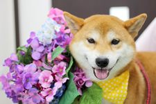シーバくん