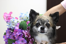 ポニョちゃん