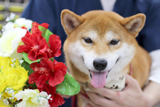 シーバくん 
