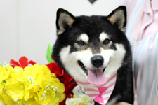 ニコちゃん