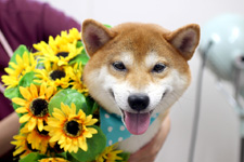 シーバくん