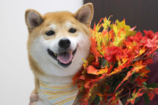 コタロウくん