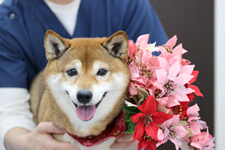 サクラちゃん