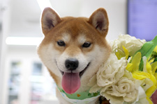 シーバくん