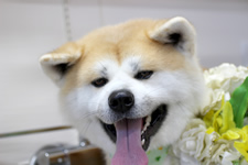 ケンくん